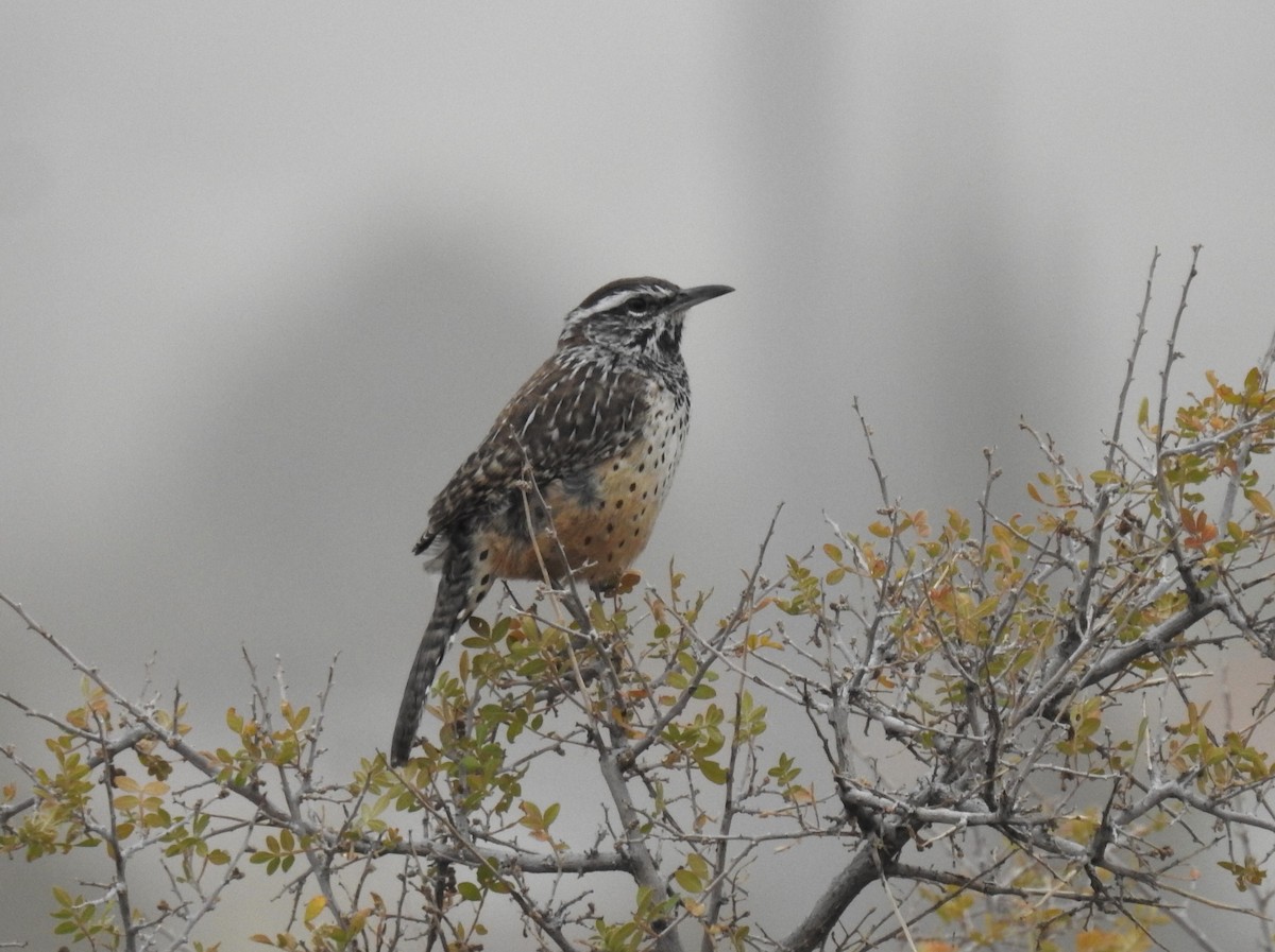Cactus Wren - ML626355497