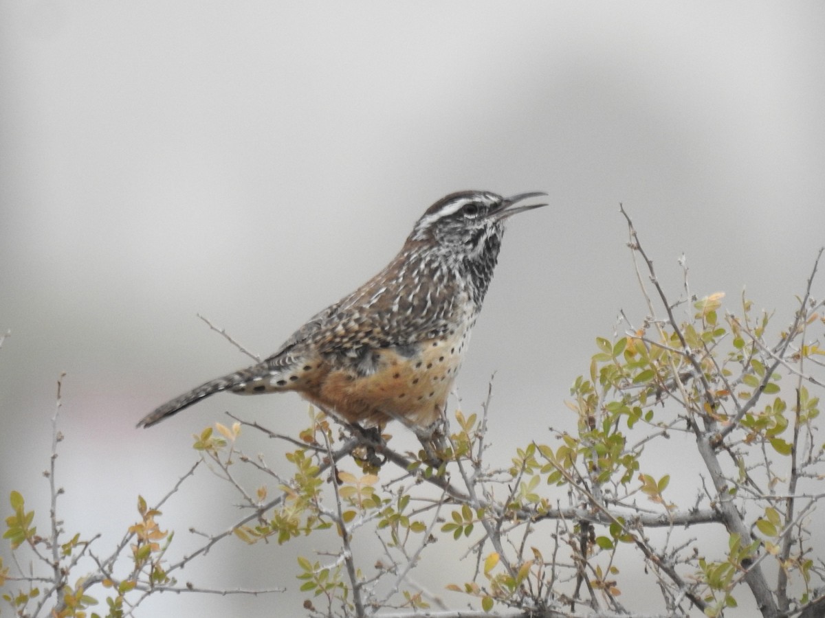 Cactus Wren - ML626355498