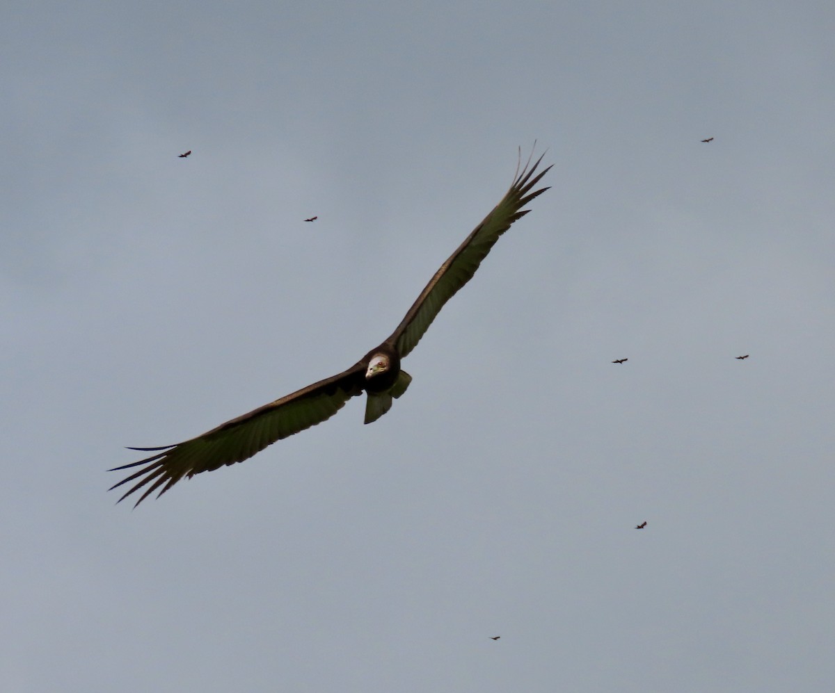 Lesser Yellow-headed Vulture - ML626355587