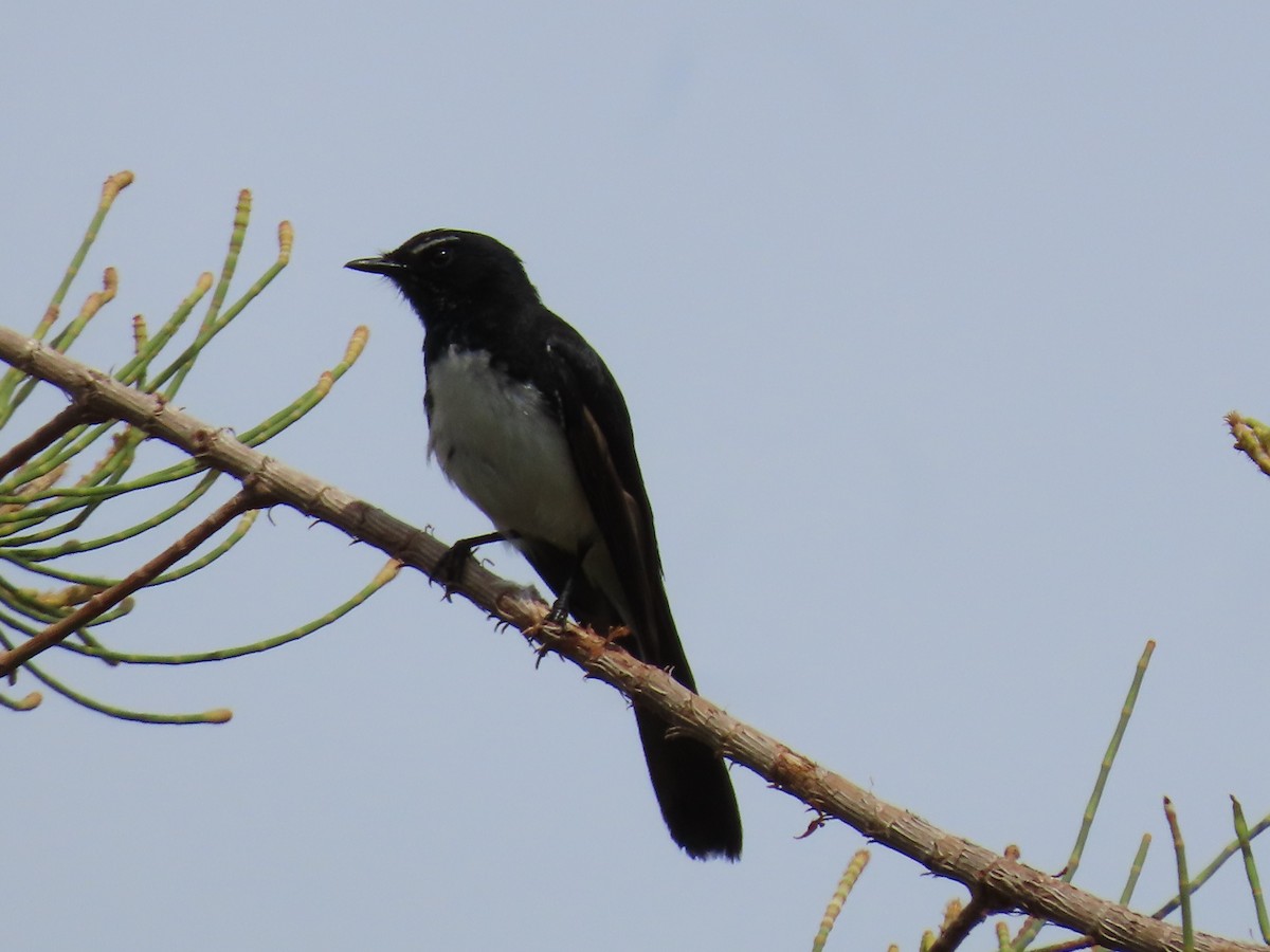 Willie-wagtail - ML626356138