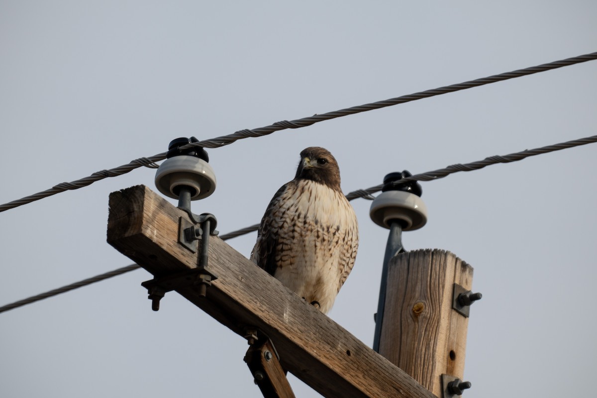 Red-tailed Hawk - ML626356269