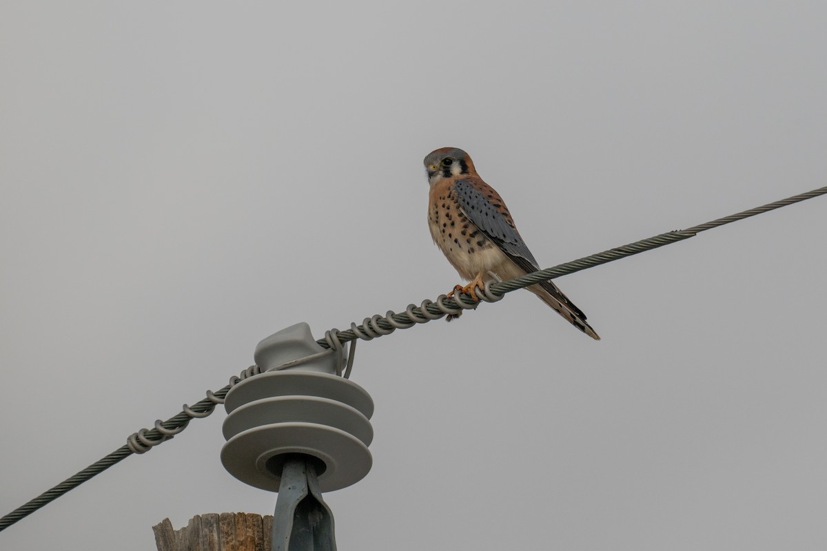American Kestrel - ML626356270