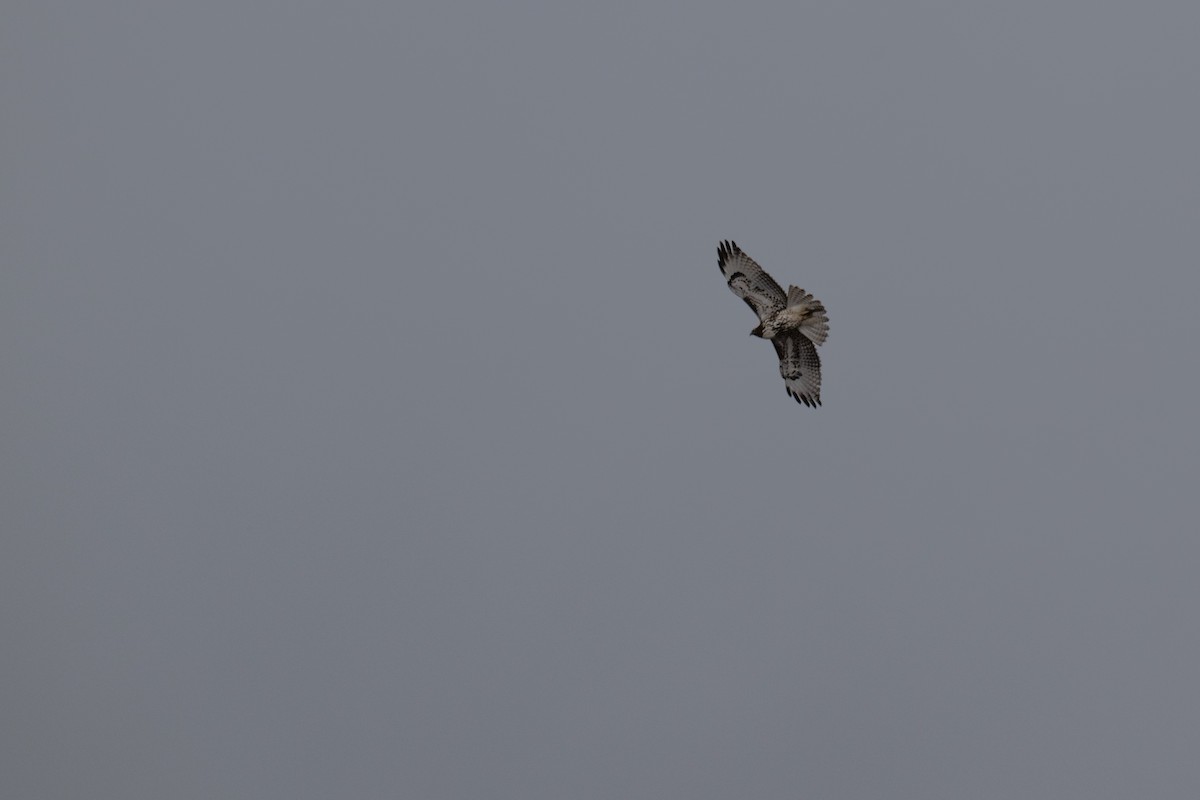 Red-tailed Hawk - ML626356272