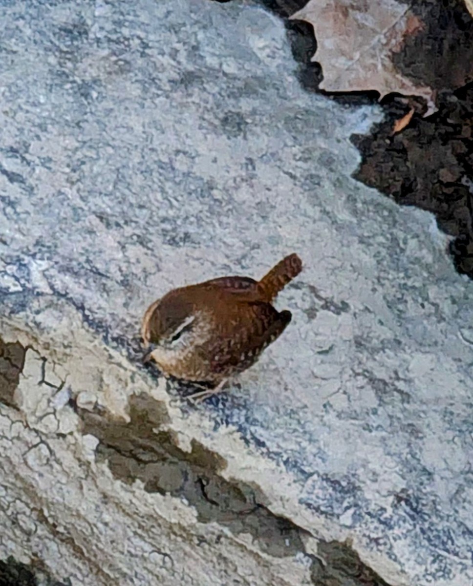 Winter Wren - ML626356280