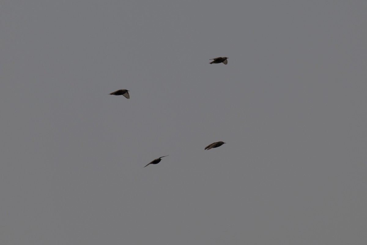 Хар тодол - ML626356312
