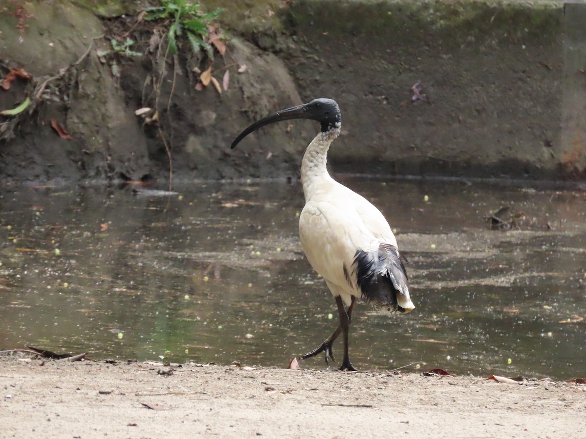 Australian Ibis - ML626356524