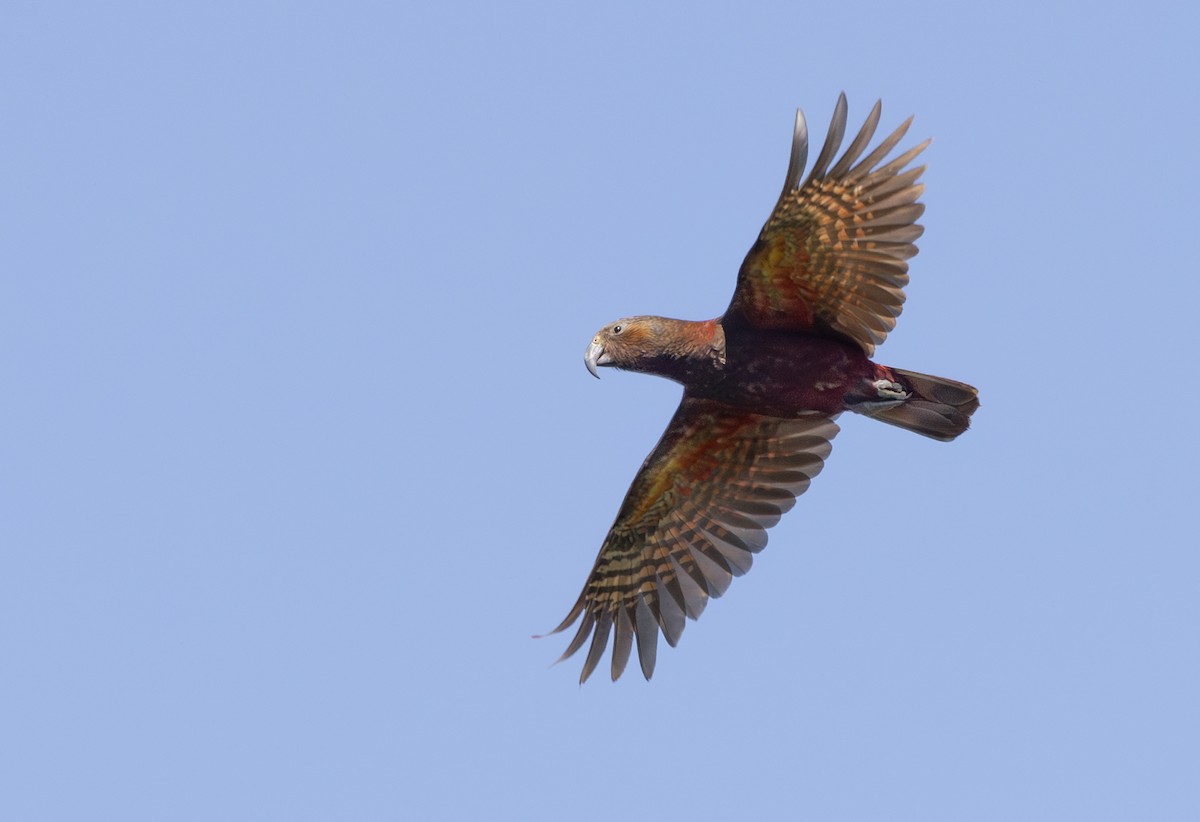 New Zealand Kaka - ML626356525