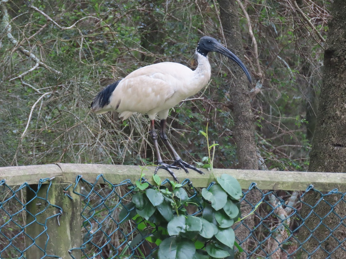 Australian Ibis - ML626356527