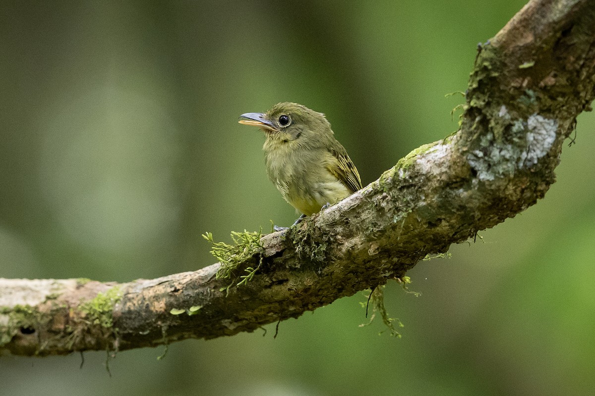 Western Olivaceous Flatbill - ML626356586