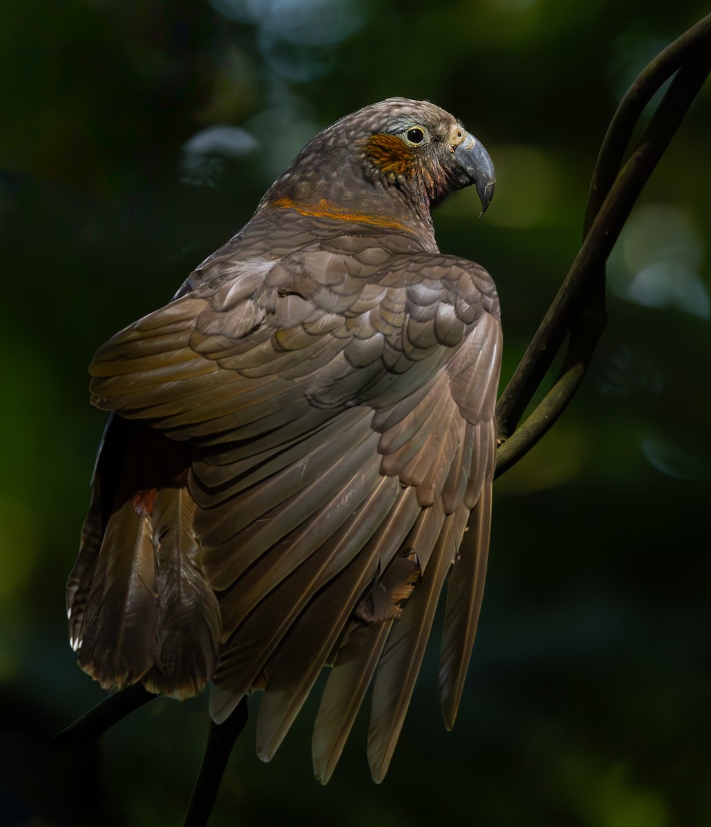 New Zealand Kaka - ML626356625
