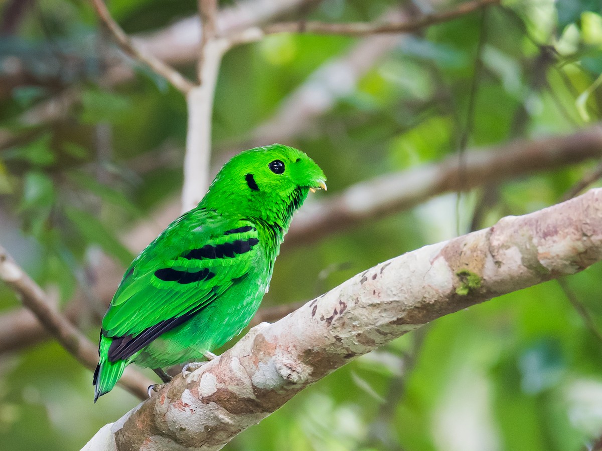 Green Broadbill - Leslie Loh