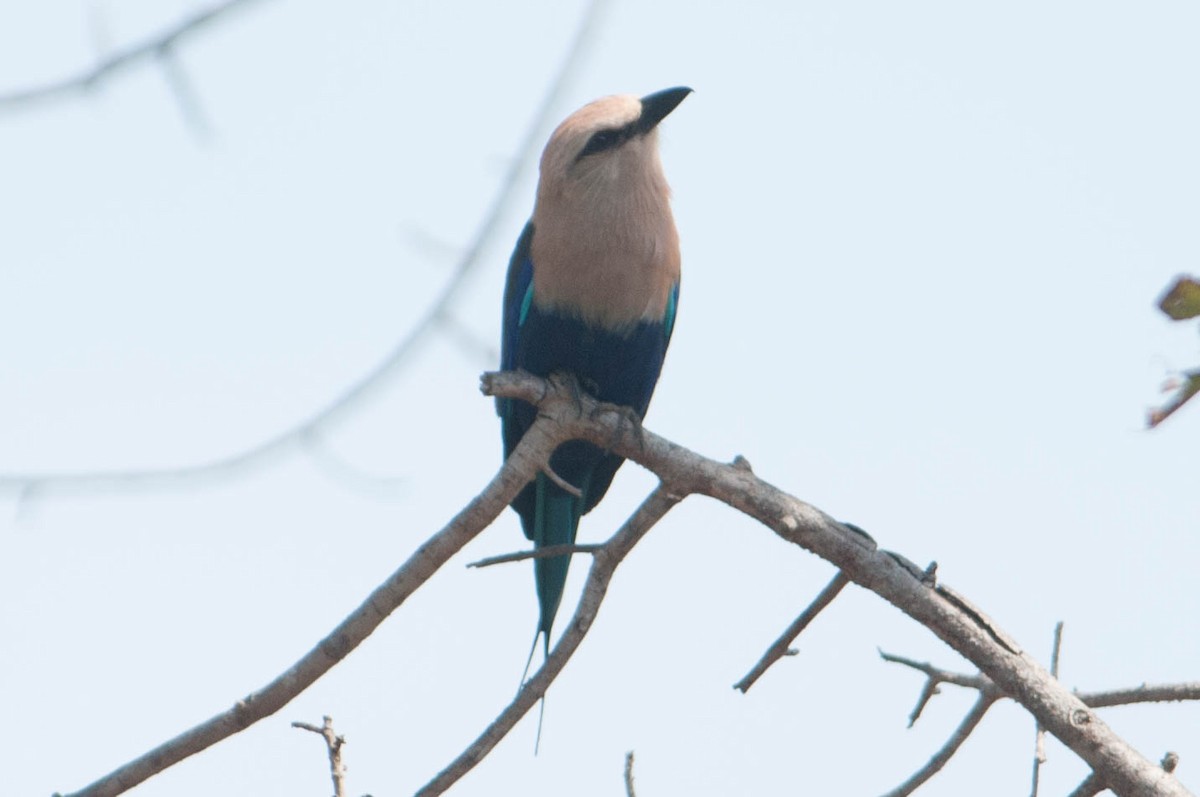 mandelík modrobřichý - ML626356879