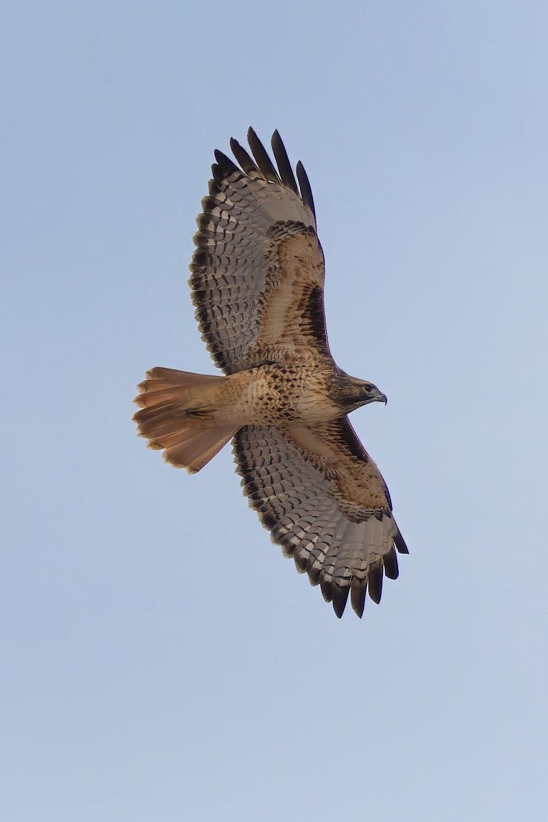 Red-tailed Hawk - ML626356880