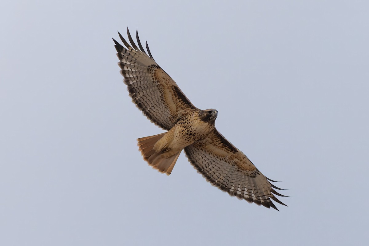 Red-tailed Hawk - ML626356881