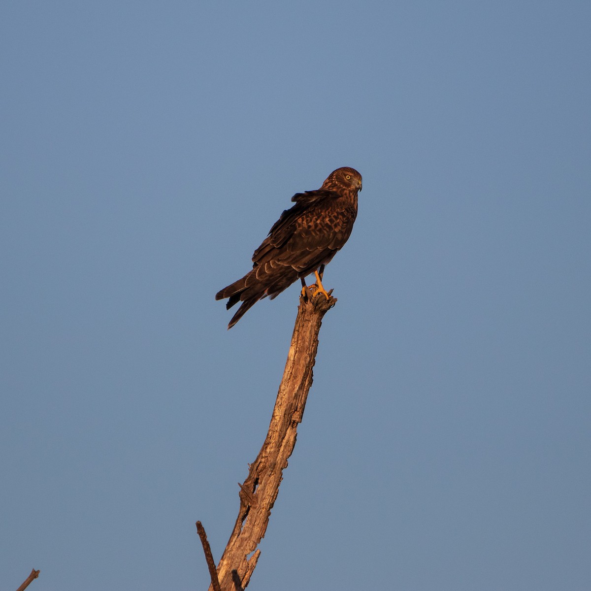 Northern Harrier - ML626357057