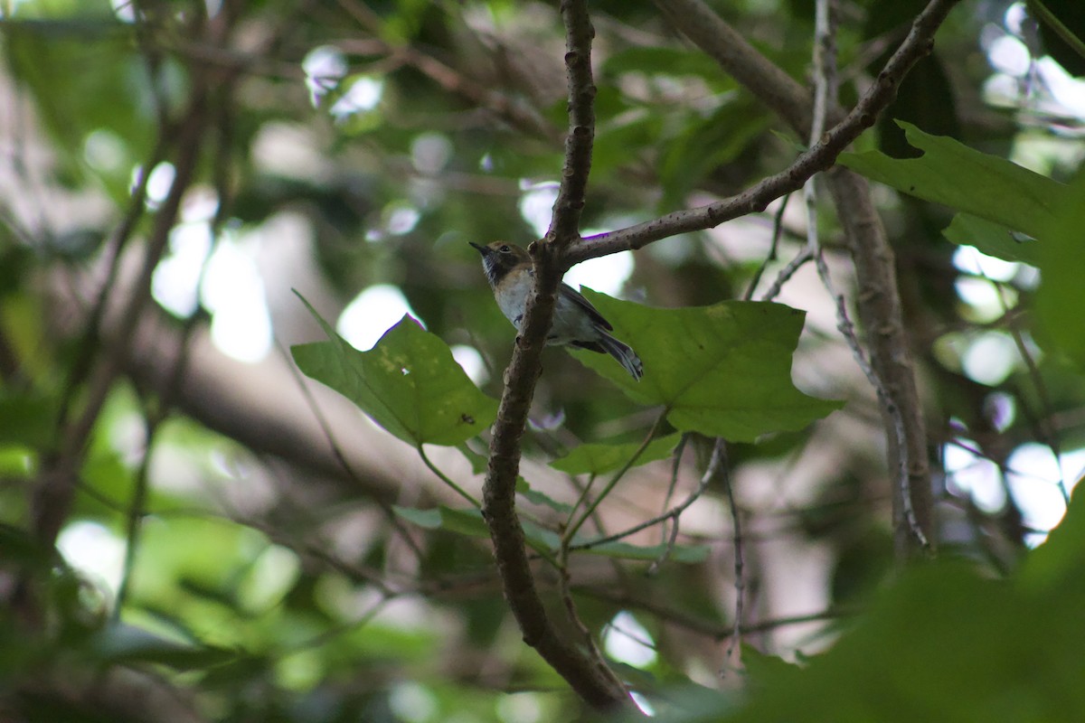 Oahu Elepaio - ML626357501