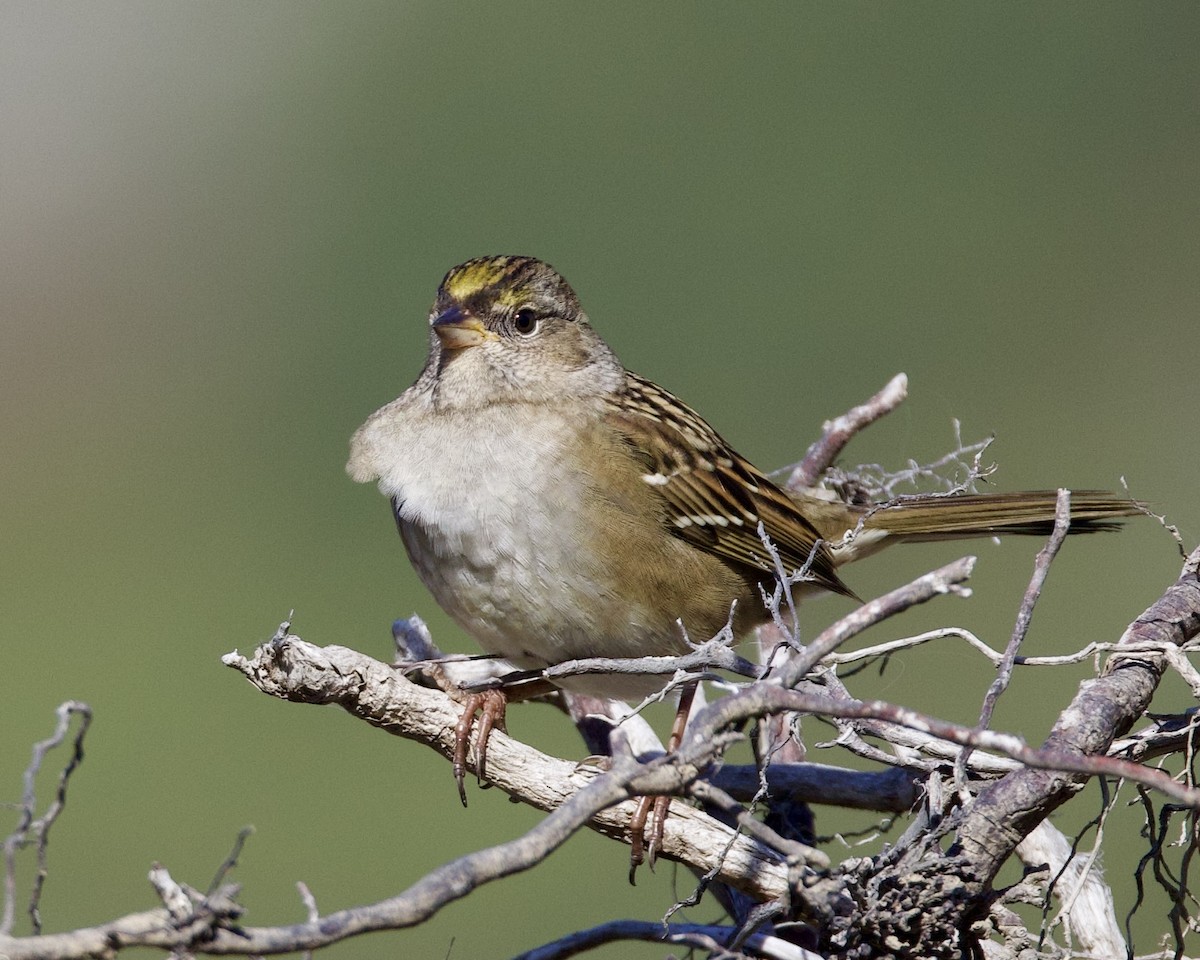 Golden-crowned Sparrow - ML626357656