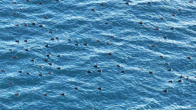 Surf Scoter - ML626357717