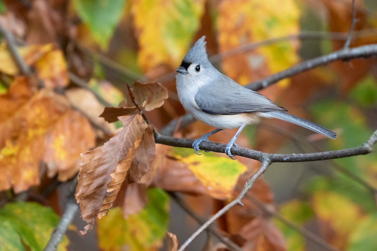 Tufted Titmouse - ML626357720