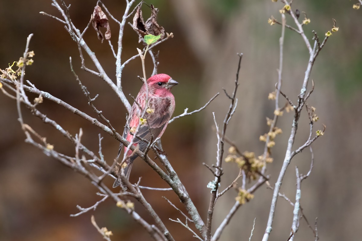 Purple Finch - ML626357726
