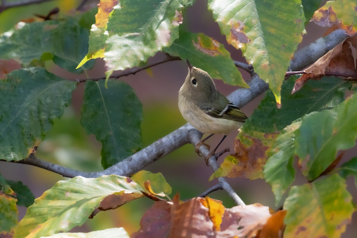 Ruby-crowned Kinglet - ML626357739