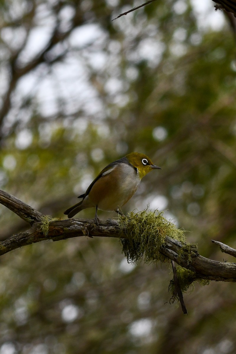 Graumantel-Brillenvogel - ML626357754