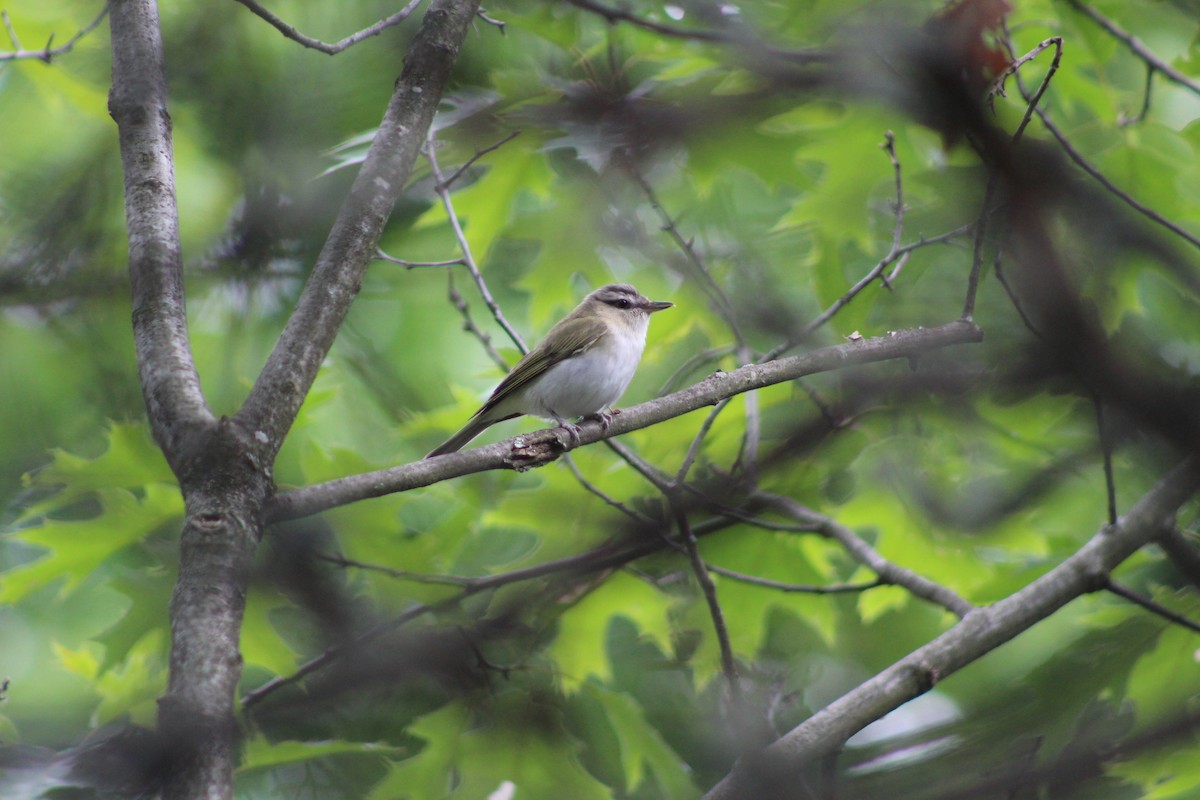Red-eyed Vireo - ML626358139