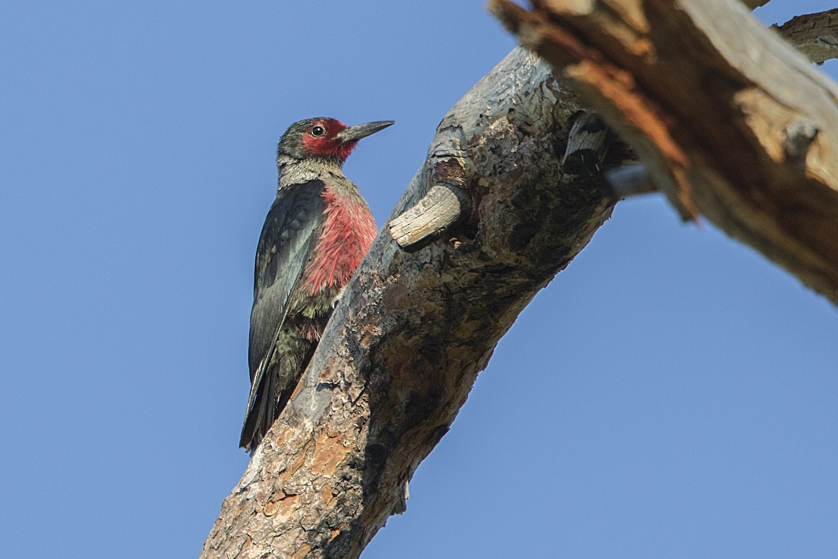 Lewis's Woodpecker - Bradley Hacker 🦜