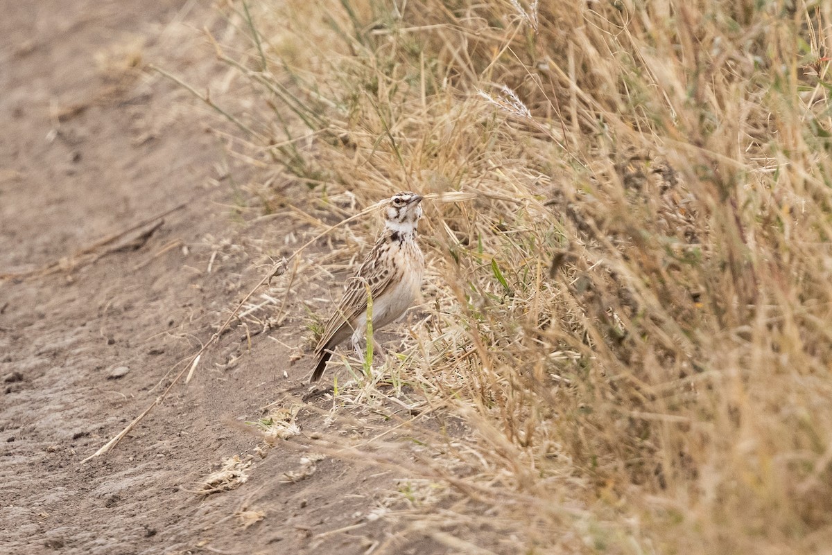 Fawn-colored Lark (Foxy) - ML626358434