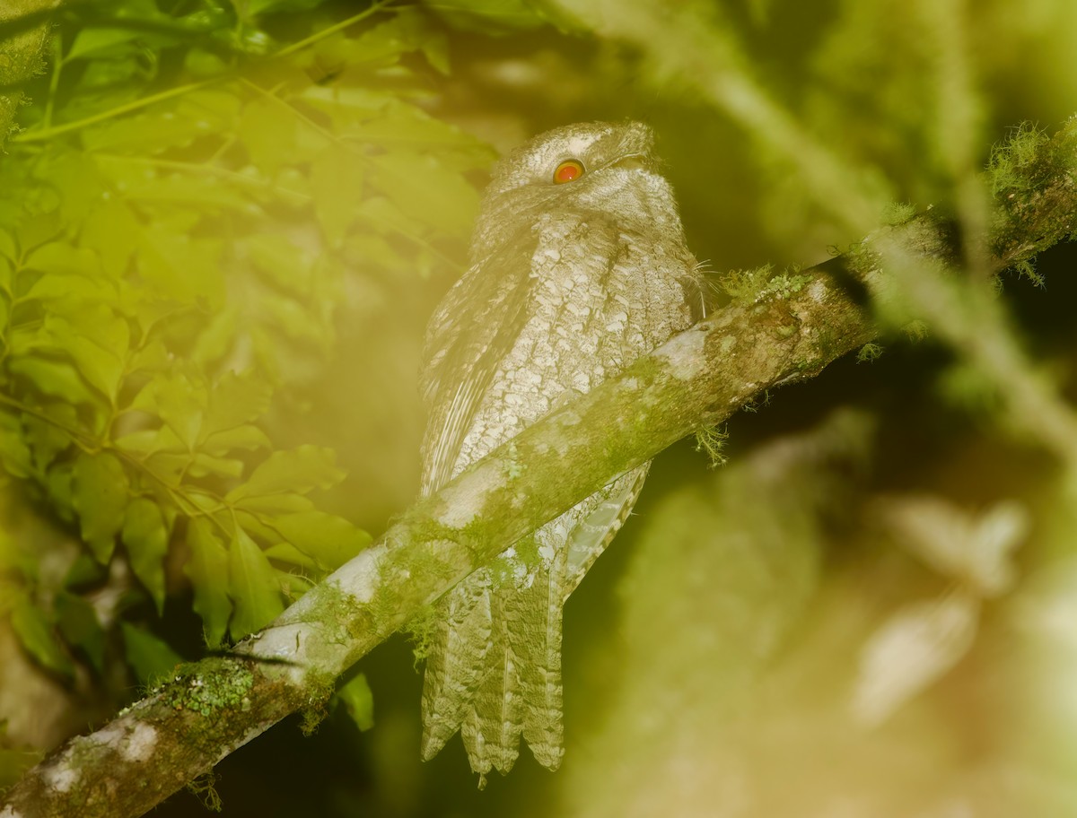 Marbled Frogmouth (Plumed) - ML626358896