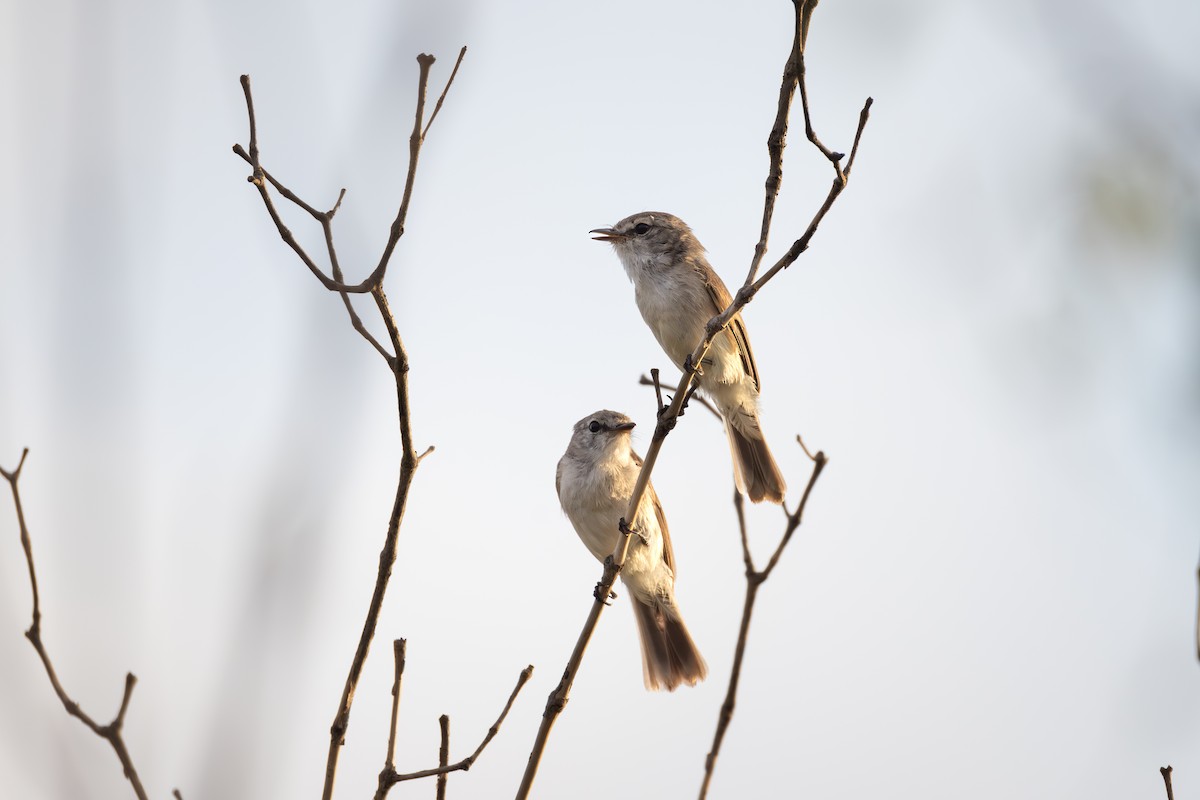 Lemon-bellied Flyrobin (Kimberley) - ML626358937