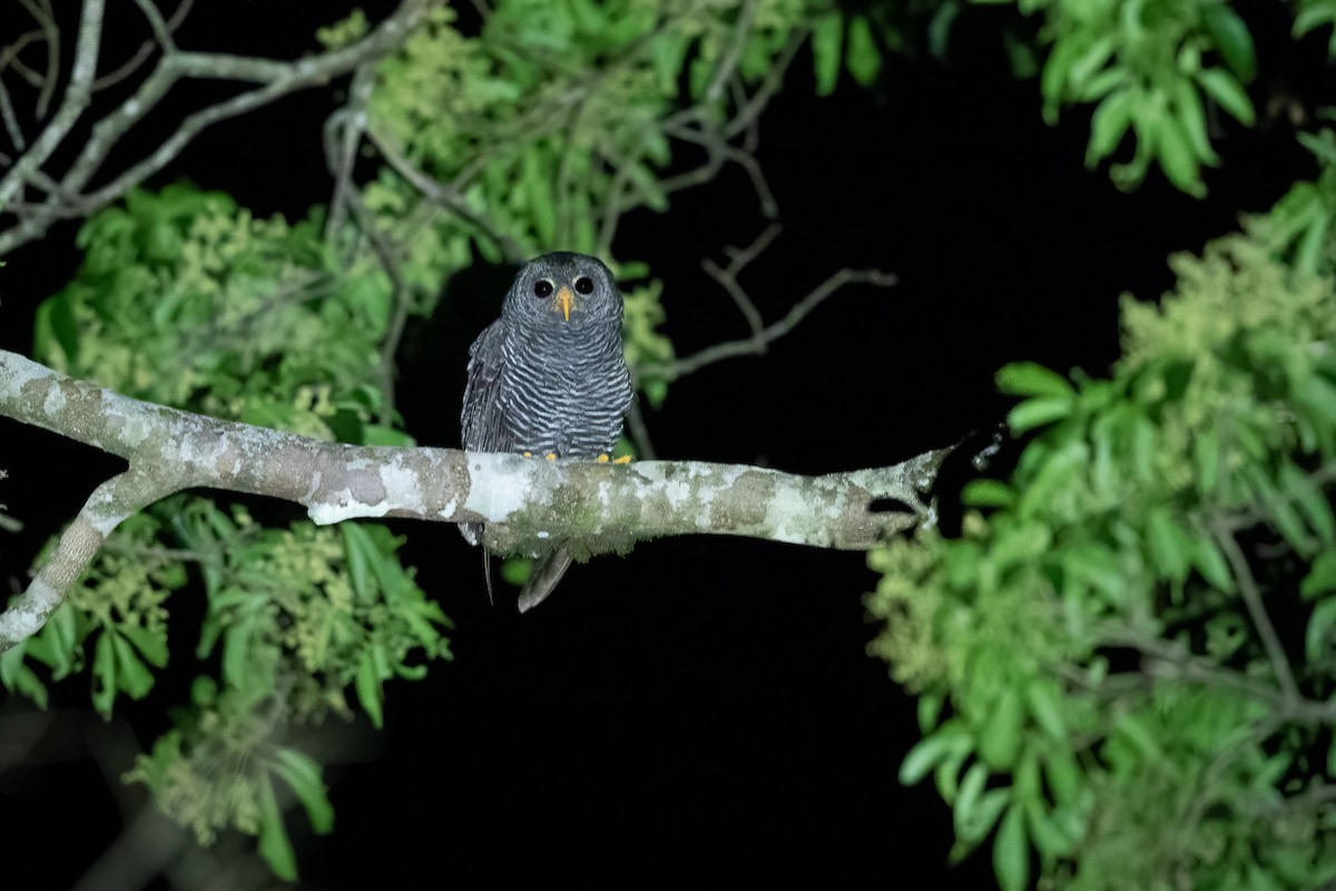 Black-banded Owl - ML626359033