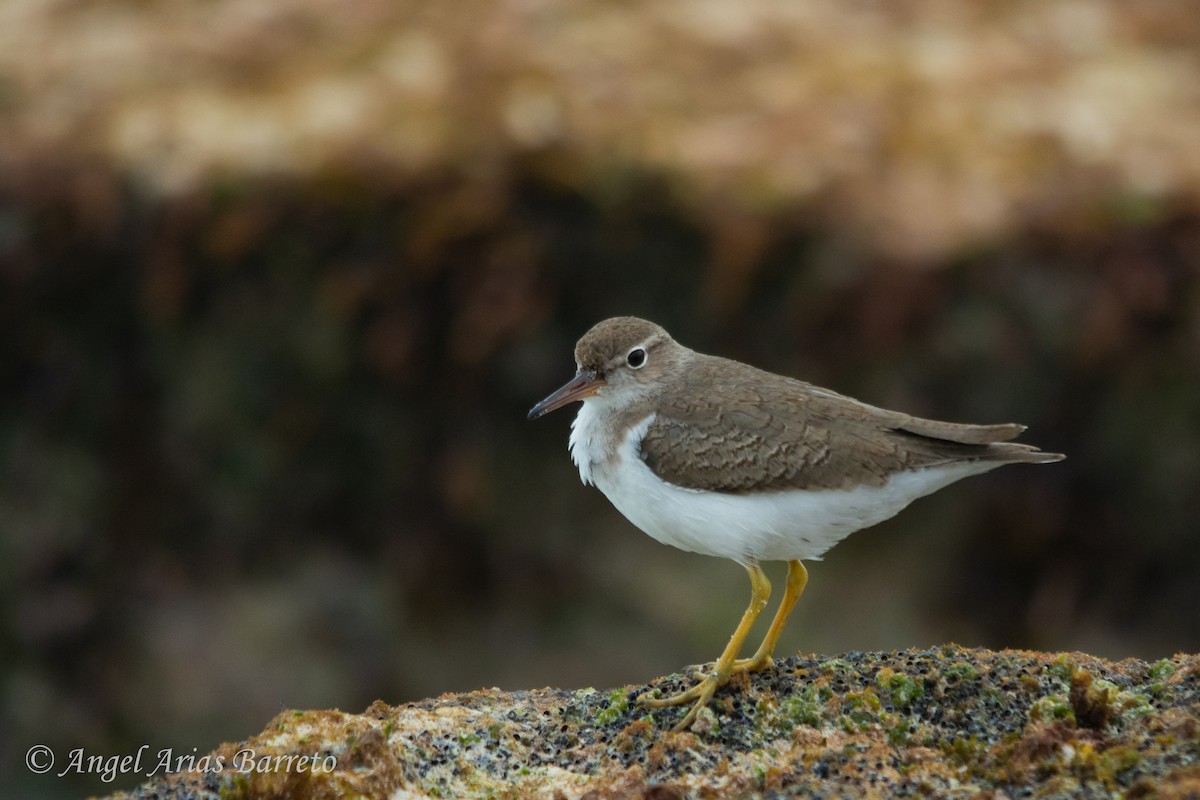 flekksnipe - ML626359062