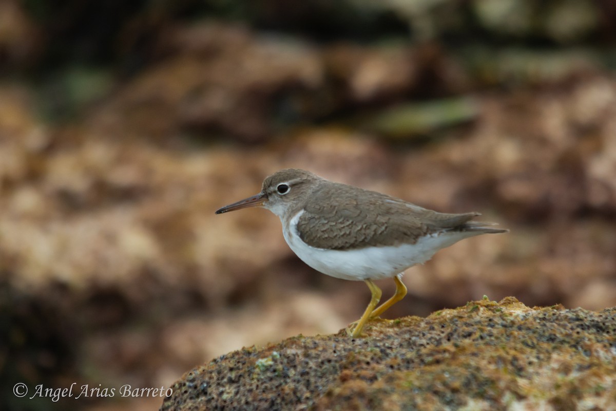 flekksnipe - ML626359063