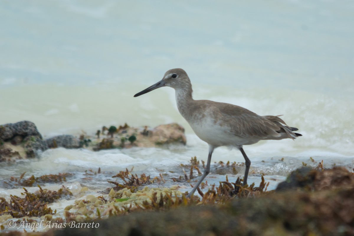 willetsnipe - ML626359073