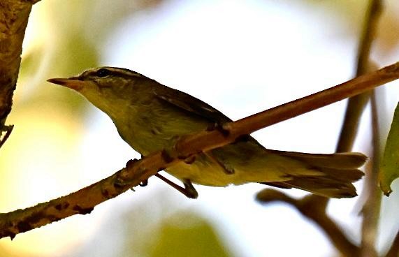 Arctic Warbler - ML626359241