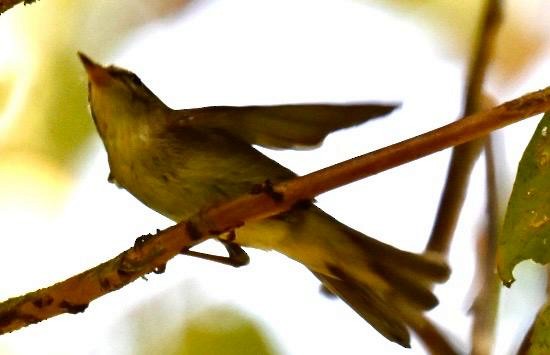 Arctic Warbler - ML626359242