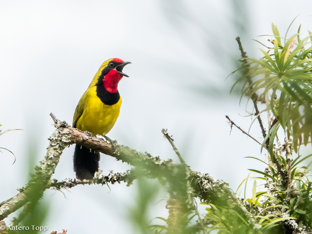 Doherty's Bushshrike - ML626359259