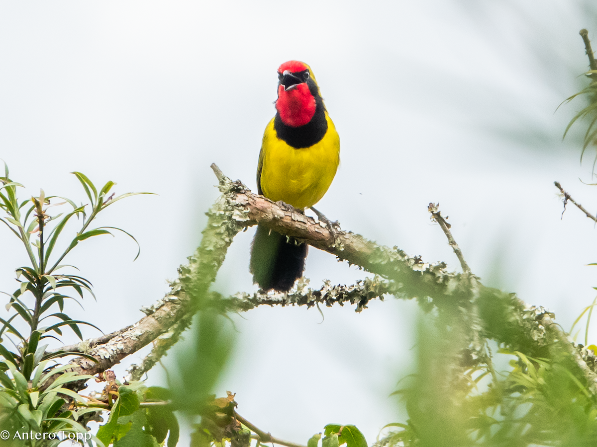 Doherty's Bushshrike - ML626359260