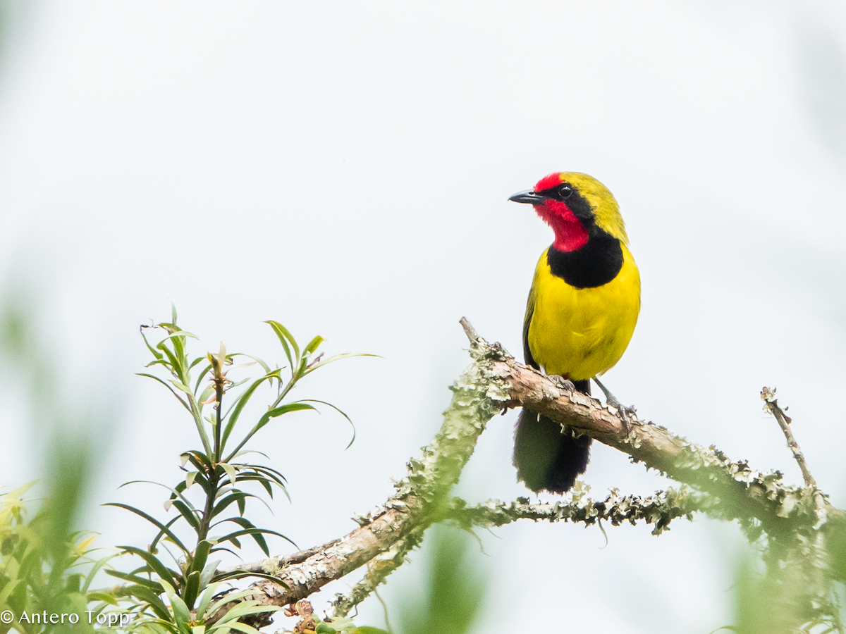 Doherty's Bushshrike - ML626359261