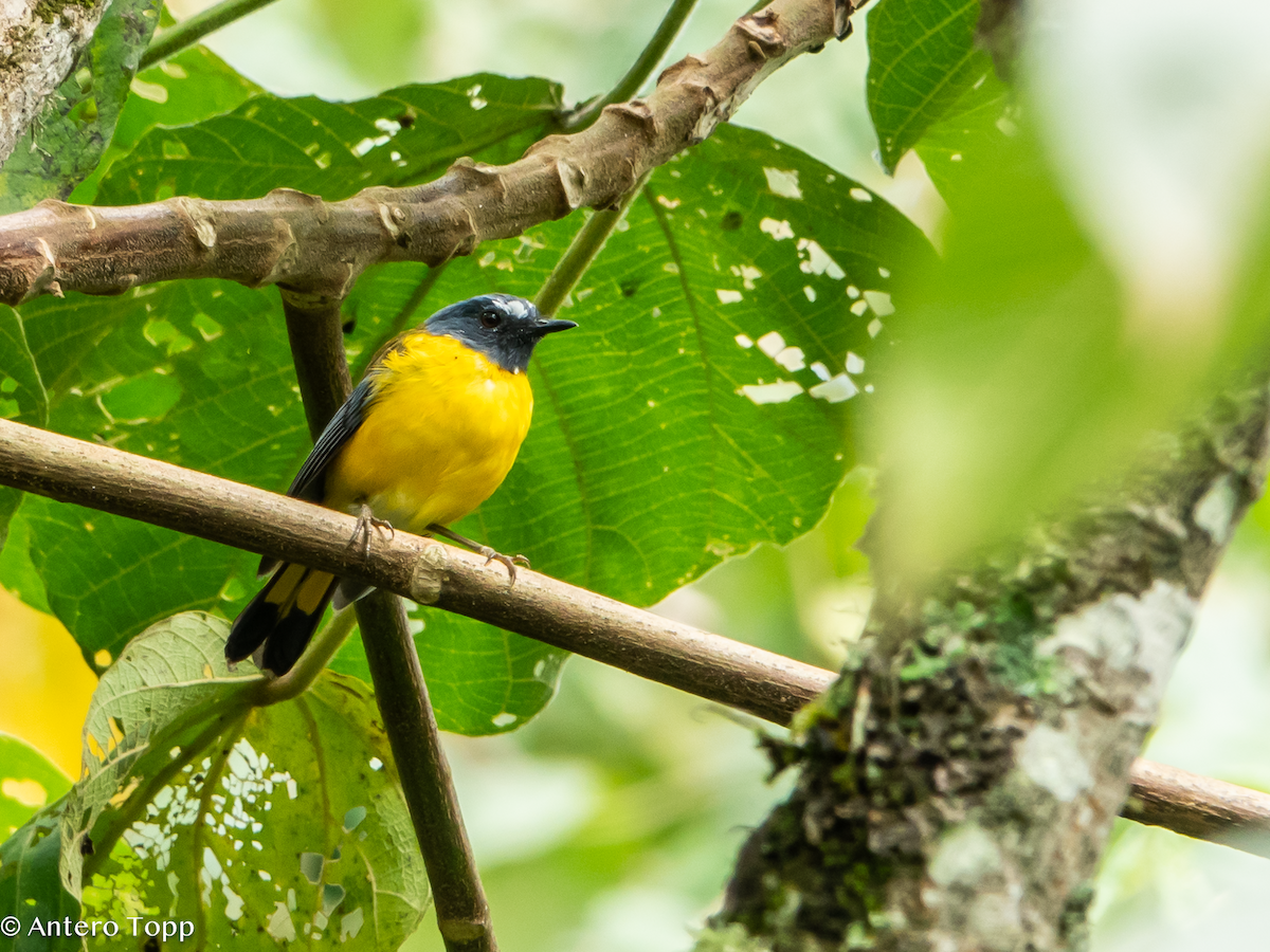 White-starred Robin - ML626359291