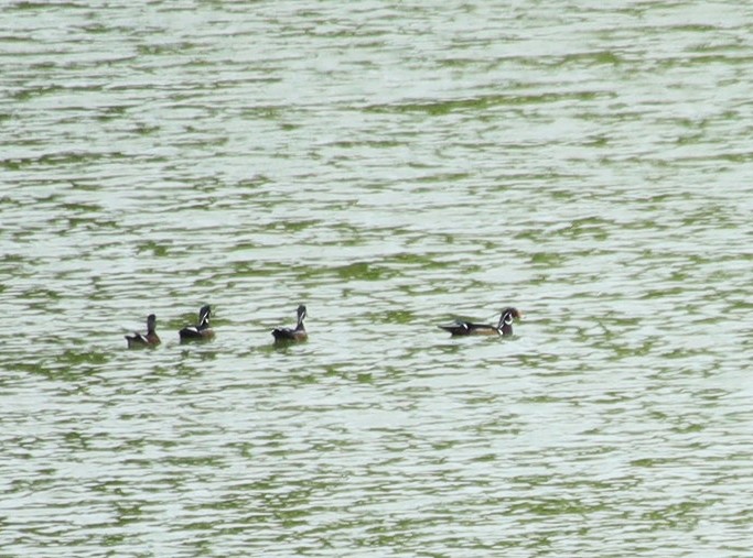 Wood Duck - ML626359514