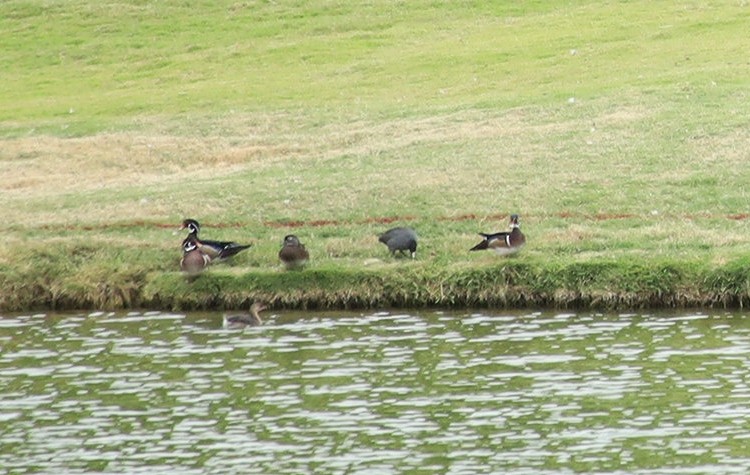 Wood Duck - ML626359516