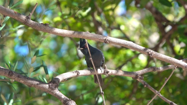 Phainopepla - ML626359664