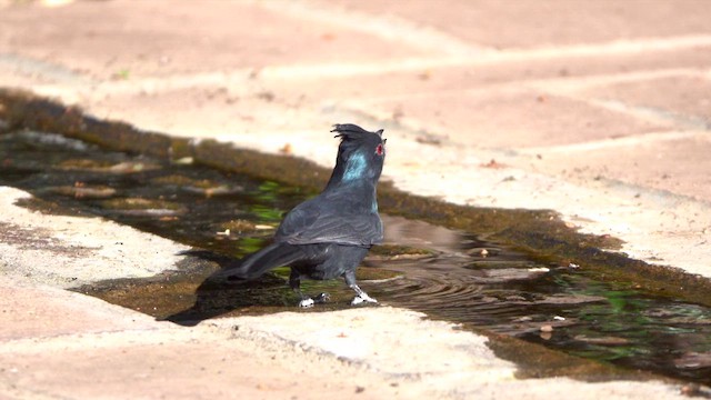 Phainopepla - ML626359736