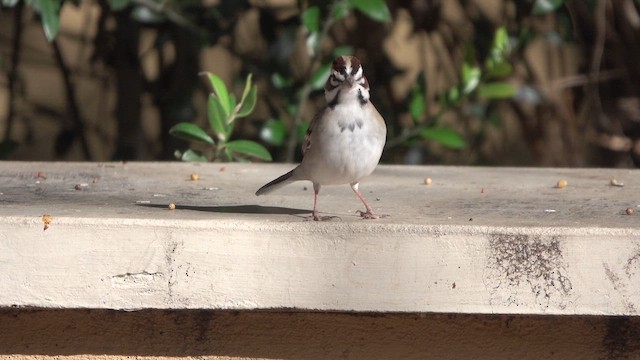 Lark Sparrow - ML626360105