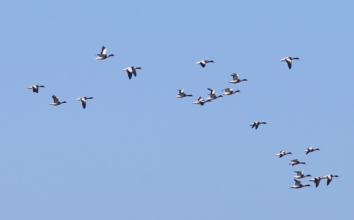 Common Shelduck - ML626360164