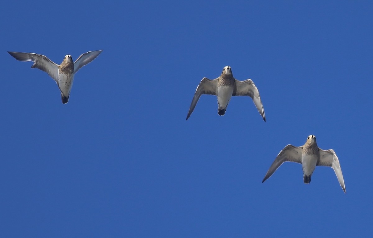 European Golden-Plover - ML626360168