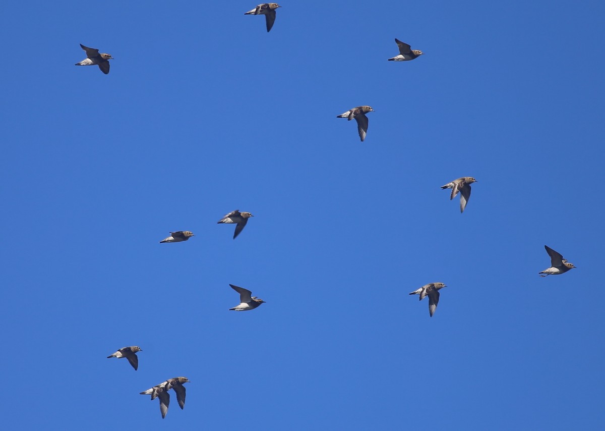 European Golden-Plover - ML626360169