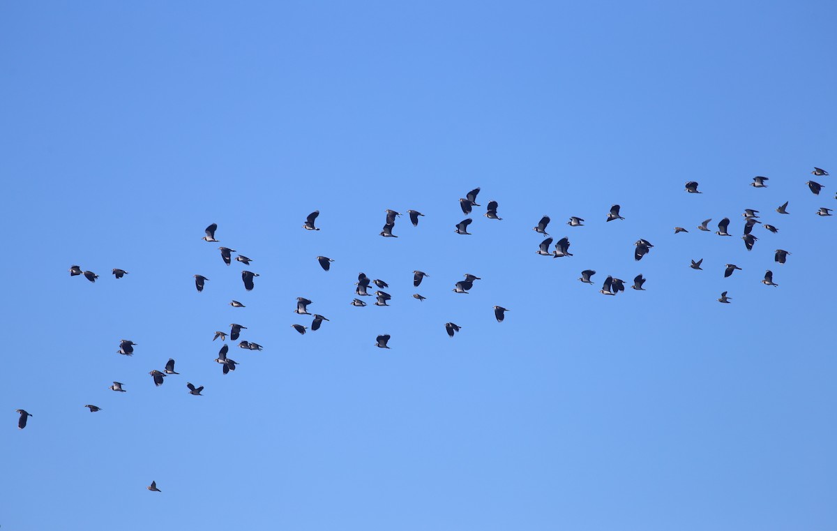 Northern Lapwing - ML626360174